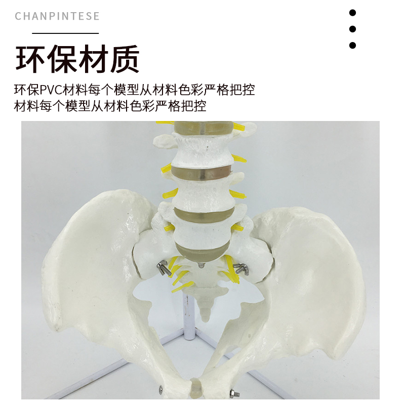 人体脊柱模型1:1成人医学正骨练习骨骼模型颈椎腰椎脊椎骨架模型 - 图1