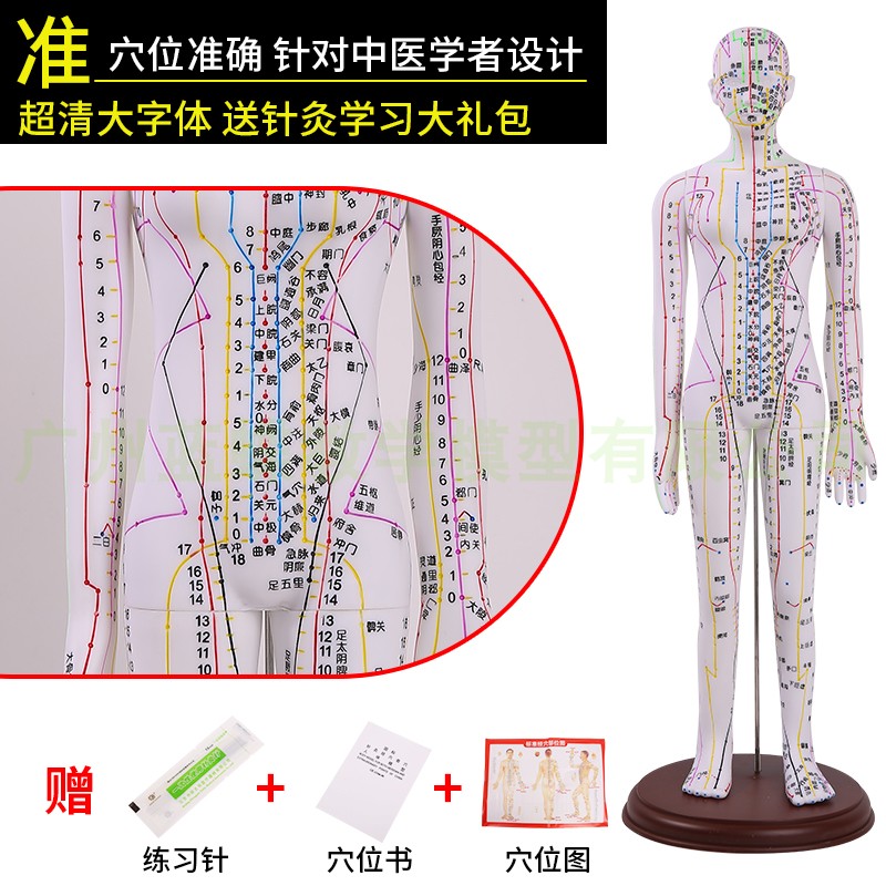 全白针灸 人人体针灸模型经络穴位中医全身模特图 可扎针练习 - 图3