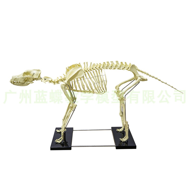 仿真狗骨骼模h型骨架动物模型教学模型动物模型兽医教学用具 - 图3