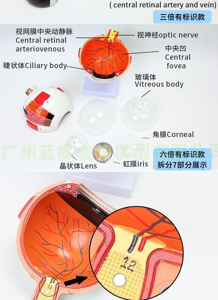 6倍放大眼球模型人体眼球解剖模型眼角o膜虹膜晶状体玻璃体