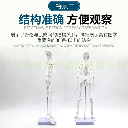 45CM 85cm人体骨骼模型 全身骨架模型成人小骷髅教学模型脊椎模型 - 图1
