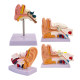 Blue Butterfly Human Ear Zoom Anatomical Teaching Model