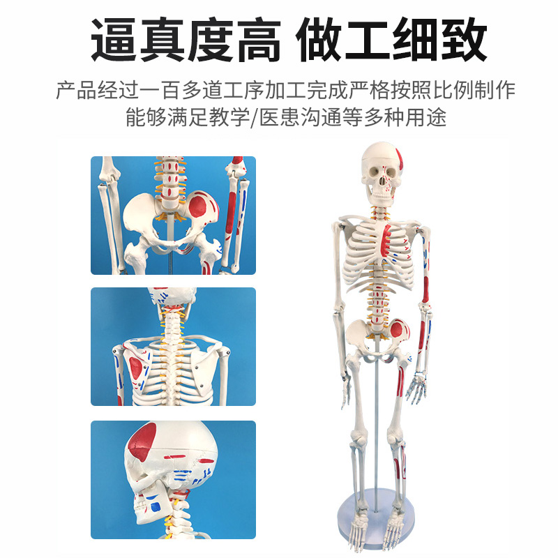 85 170cm人体骨骼模型全身骨架人体模型 成人小骷髅教学脊椎模型 - 图1