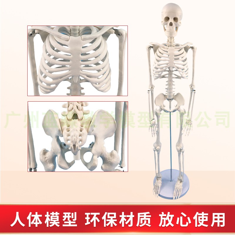 人体骨骼模型45 85CM骨架模型 人体脊柱模型脊椎模型医学骨骼骷髅 - 图1