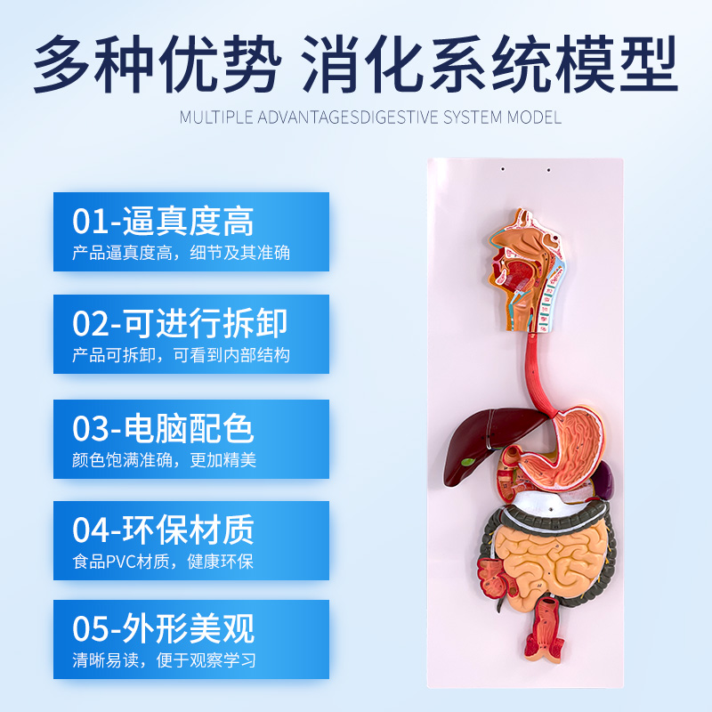 人体消化系统模型消化道胃剖面鼻咽喉大小肠胃解剖模型肛肠科-图2