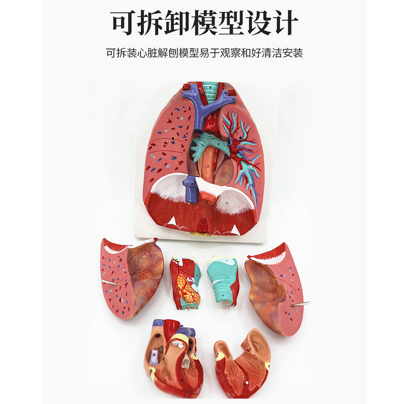 自然大人体喉心肺模型喉咙甲状腺肺心脏模型人体呼吸系统模型-图1