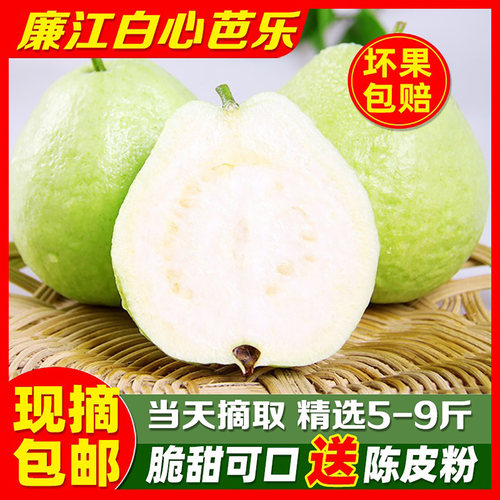 广东芭乐珍珠番石榴5斤现摘当季新鲜水果白心巴乐果清脆低糖孕妇 - 图0