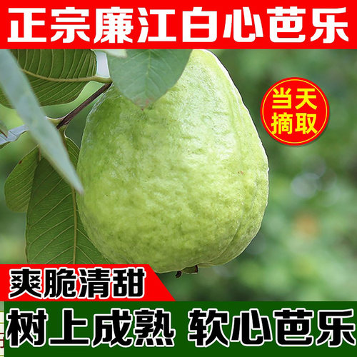 广东芭乐珍珠番石榴5斤现摘当季新鲜水果白心巴乐果清脆低糖孕妇 - 图1