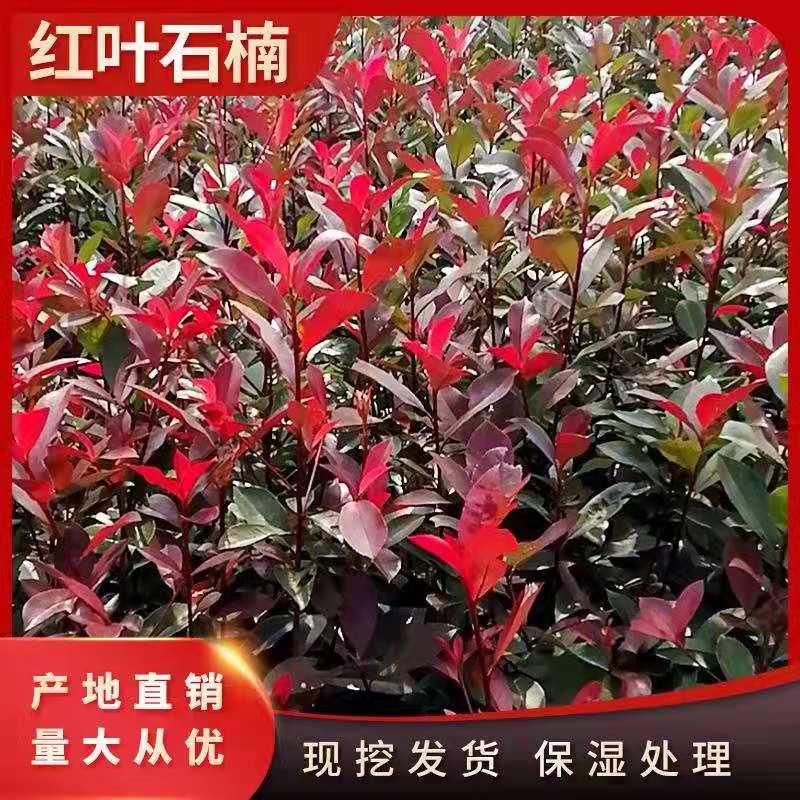 红叶石楠苗红花继木金森女贞茶花茶梅庭院色块绿化篱笆树苗小树球 - 图0