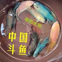 Chinese fighting fish native fish paradise fish aquatic live small ornamental fish not to be warmed with oxygen pack live