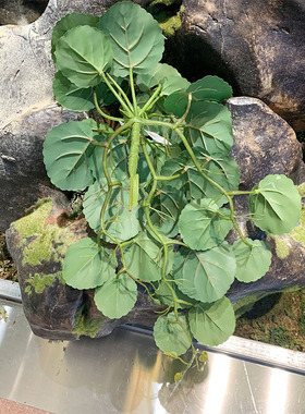 仿真海棠叶爬山藤装饰水芋叶壁挂热带雨林小挂藤植物墙配材水芋藤
