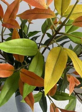 红车叶仿真绿植厂家 红车木盆栽四季绿植红枝盆景彩叶绿植现货