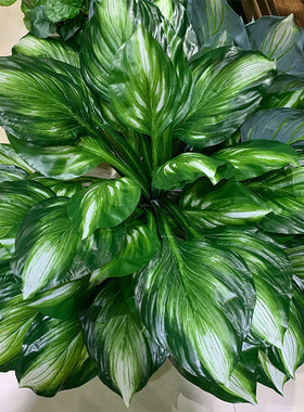 12叶玉簪叶植物墙配材仿真绿萝造景装饰大叶一帆风顺万年青超逼真