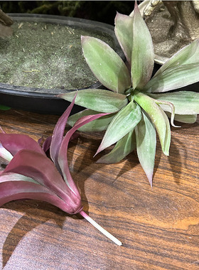 仿真龙舌兰多肉植物沙漠龙兰植物墙配材热带雨林凤梨小盆景装饰