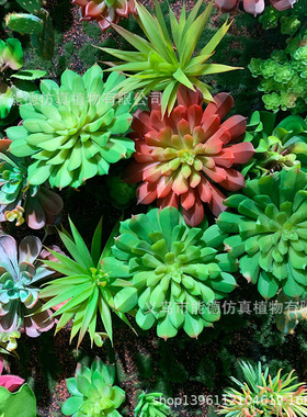 精品观音莲植物墙配材仿真多肉植物大宝莲相框装饰热带石莲花
