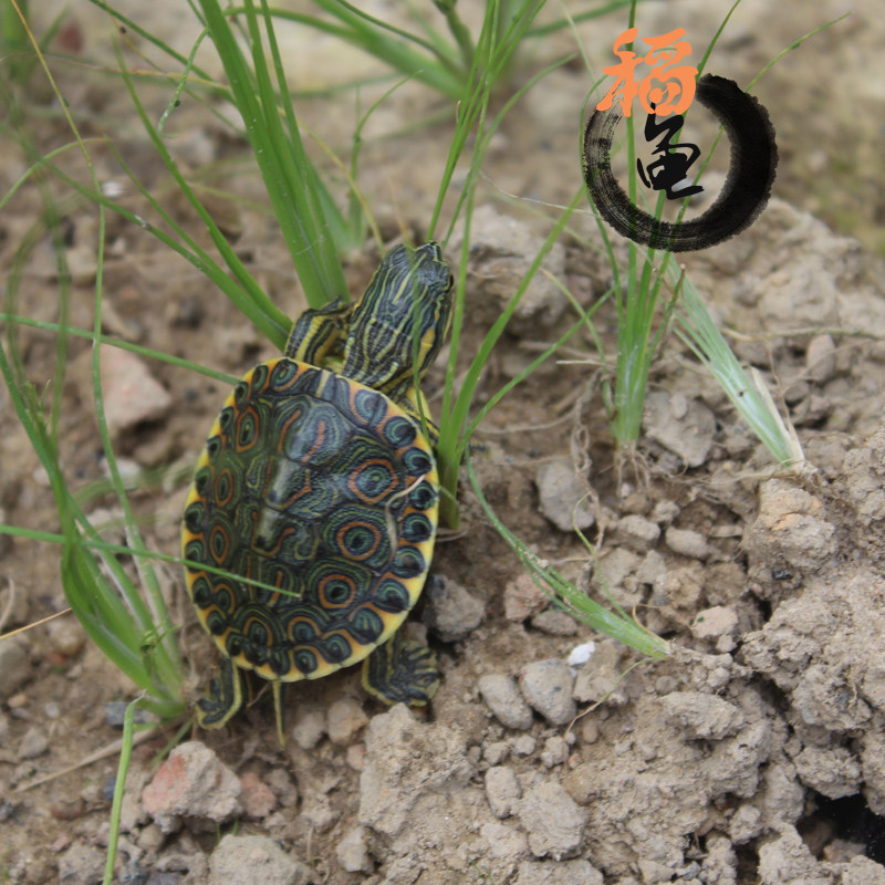 大河甜甜圈龟塔巴斯哥尼加拉瓜彩深水龟玩具活体宠物乌龟东部佛州,淘宝优惠券,粉丝福利购,淘宝优惠卷