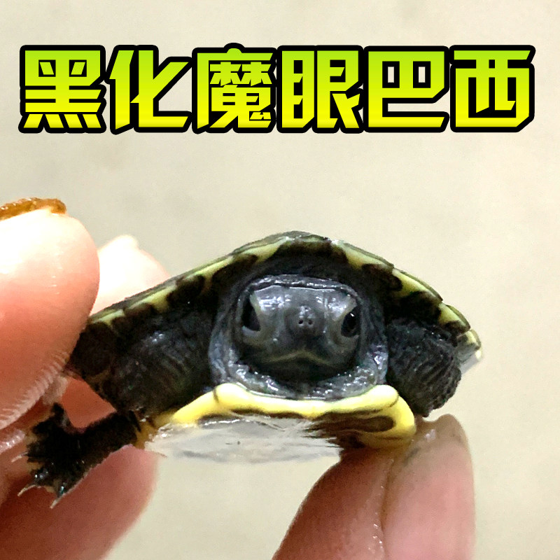 黑巴龟黑化魔眼变异黑化大萌巴西活体宠物观赏网红变异焦糖果冻梵,淘宝优惠券,粉丝福利购,淘宝优惠卷