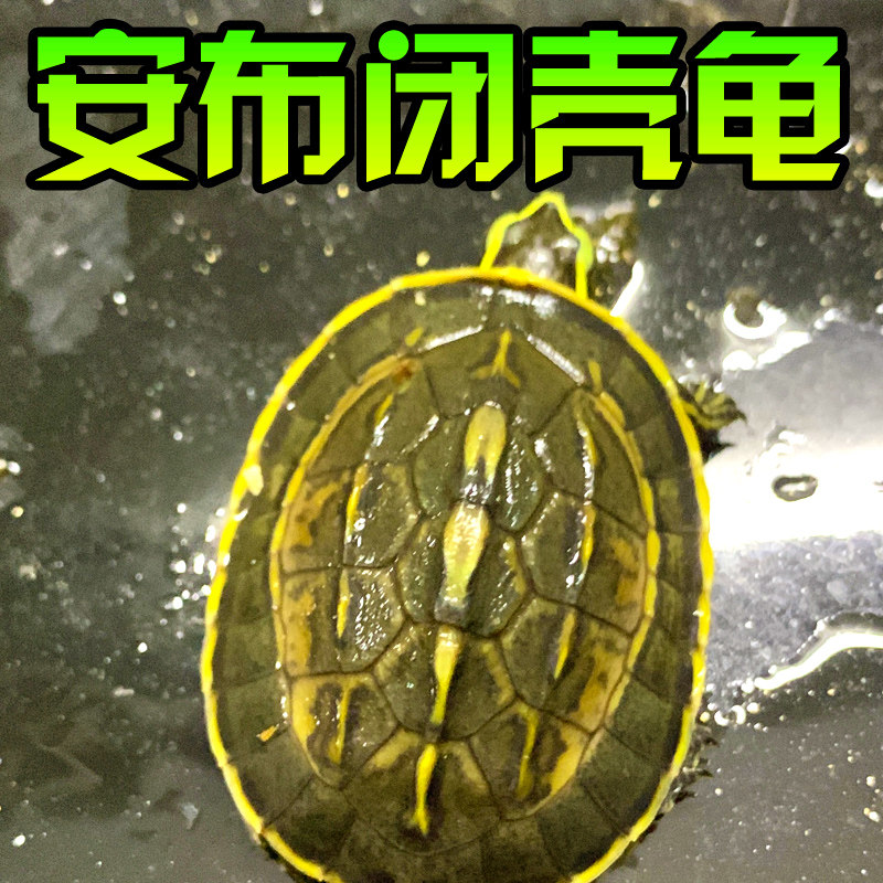 安布闭壳龟线安布黄缘闭壳安布苗安缘纯种宠物半水亚巨马来闭壳龟,淘宝优惠券,粉丝福利购,淘宝优惠卷