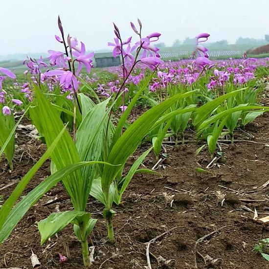 紫花三叉白芨花茶兰花盆栽白芨苗室内花卉园林花卉包邮量大优惠-图0