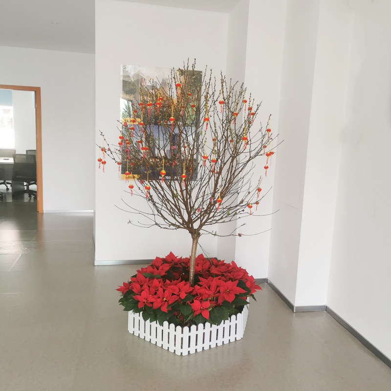 年桔盆栽朱砂桔带果桃花树年宵四季桔子金桔年橘大树广州直发香港,淘宝优惠券,粉丝福利购,淘宝优惠卷