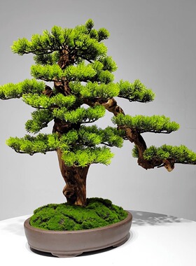 仿真迎客松茶室禅意崖柏植物盆景