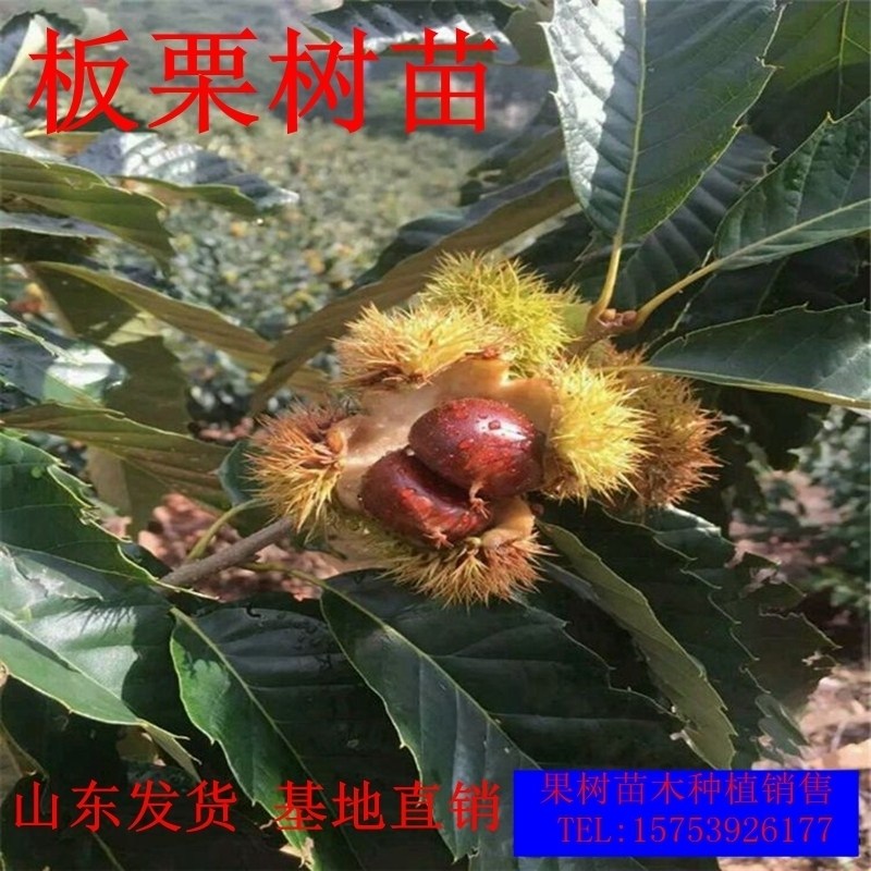 麻栗树可以嫁接板栗吗,板栗树用什么树嫁接,栗子是嫁接的吗_大山谷图库