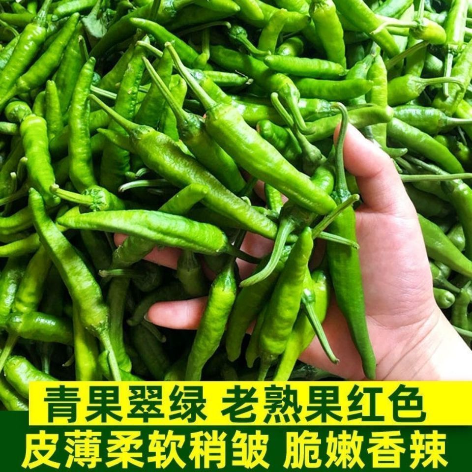 【特级】5斤正宗樟树新鲜皮薄辣椒青椒现摘富晒下饭菜食用包邮 - 图0