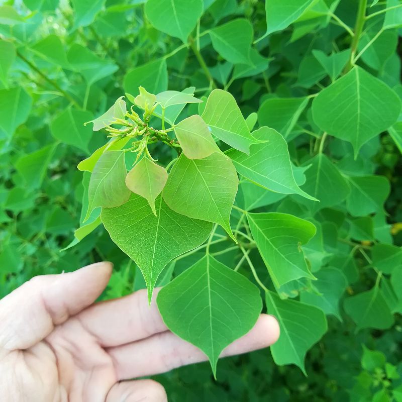 乌桕叶 卷子叶油子树蜡子树叶 皮肤洗澡植物黑色染料晒干500g包邮 - 图2