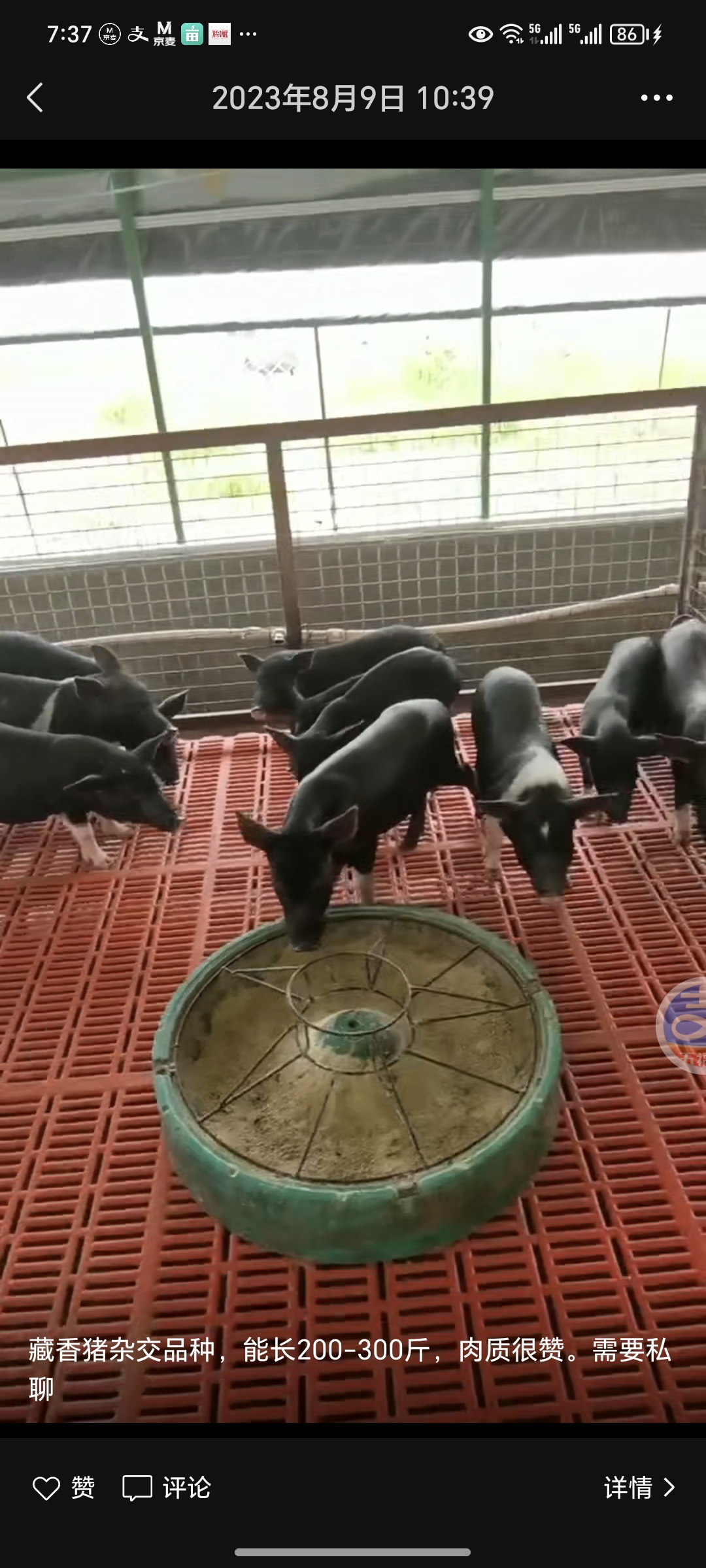 藏香猪活苗纯种藏香猪幼崽小猪活物怀孕母猪种猪跑山猪土黑猪仔猪-图0