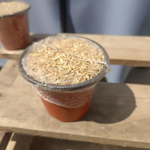 杂粮小麦粒麦芽糖食用磨面药引麦芽糖发芽草种子榨汁酿酒猫草烘焙 - 图2