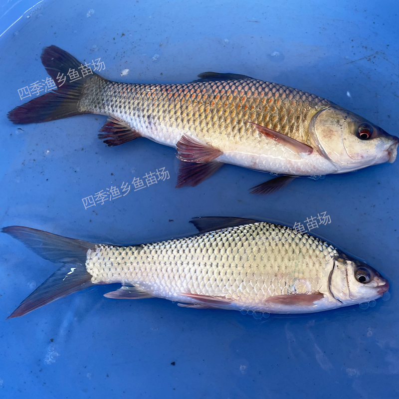 泰国鲮鱼苗麦鲮鱼苗土鲮鱼苗麦穗鱼草鱼苗食蚊鱼龙鱼饲料活体鱼苗 - 图1