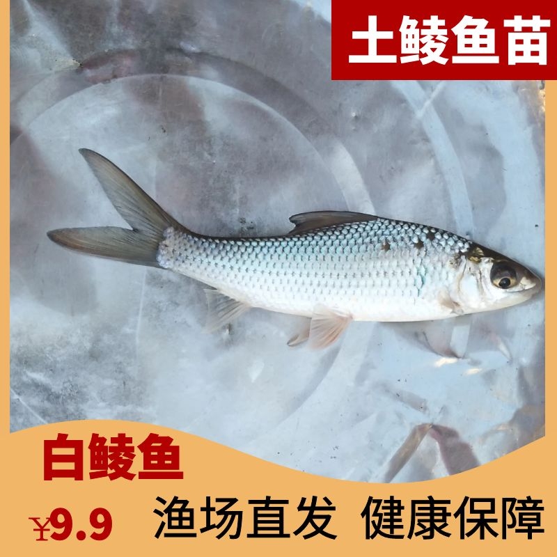 鲮鱼苗土鲮鱼苗麦鲮鱼苗麦穗鱼泰国鲮鱼食蚊鱼龙鱼饲料活体淡水 - 图0