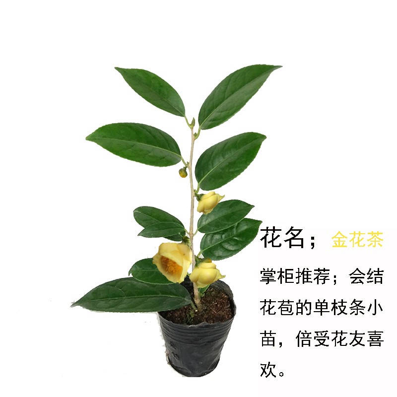 四季金花茶盆栽防城山茶花树苗名贵黄樽花卉室内好养阳台庭院植物-图1