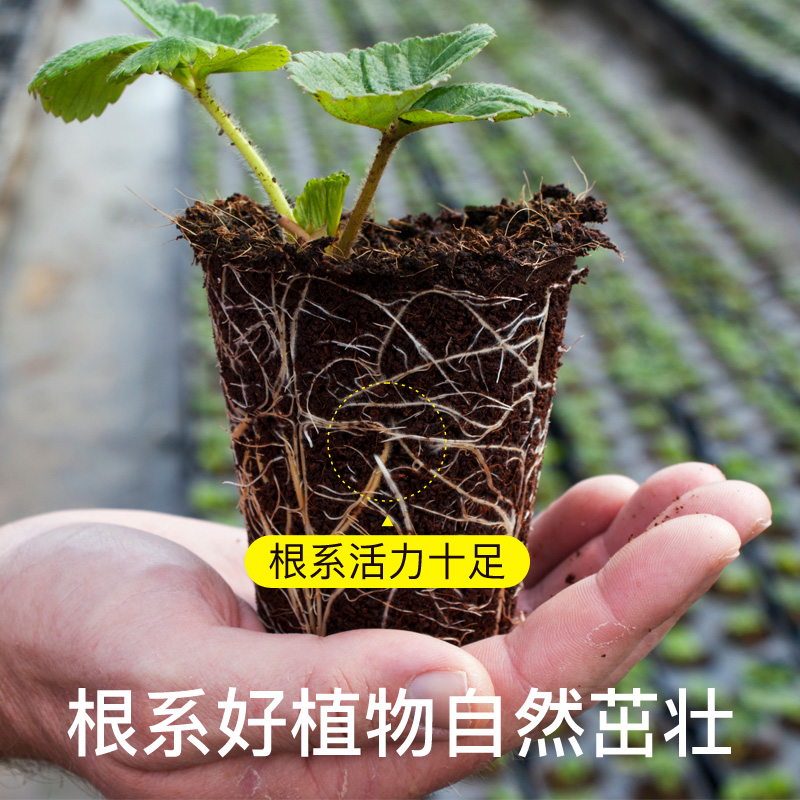 营养土养花花卉专用月季百合栀子花太阳花牡丹海棠薰衣草营养肥土 - 图3