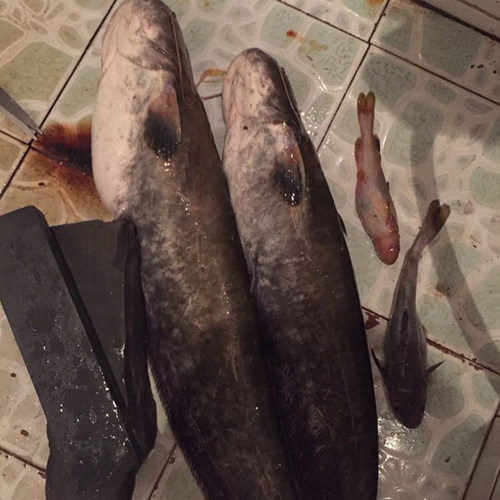 鲶鱼公敌钓鱼小箹野钓鲶鱼饵料诱鱼剂黄辣丁胡子鲶打窝料黄鳝小药 - 图0