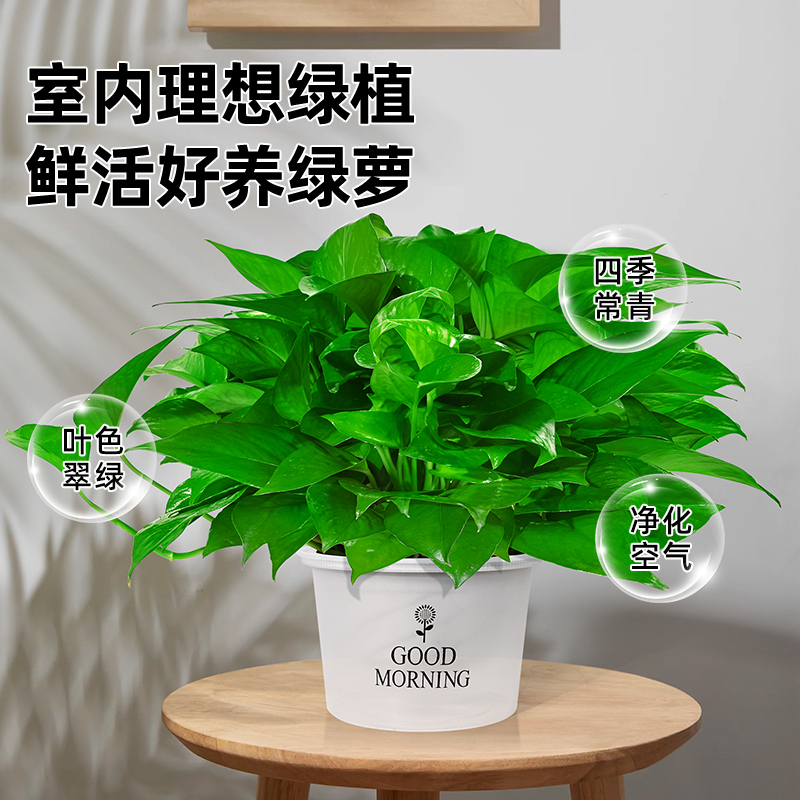 涵涵绿萝盆栽室内植物新房家用吸除甲醛净化空气绿植花卉长藤绿萝 - 图1