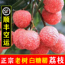 Lychee white sugar poppy fresh fruit now removed with 5 catty white sugar poppy poppy high state Shunfeng farmhouse fresh lychee