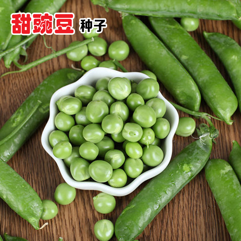 豌豆种子长寿仁甜脆豌豆种子孑荷兰豆种子青豆春秋菜园四季 - 图0