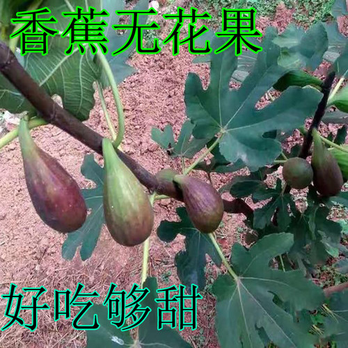芭劳奈无花果 绿皮红肉大芭 芭劳耐无花果树苗盆栽地栽当年结果 - 图1