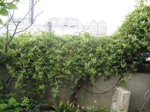 森农哥 食用中药材药用四季常青 爬藤金银花树苗 攀爬植物 - 图2