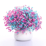 Длинный большой букет, полный звездных звезд сухой цветок