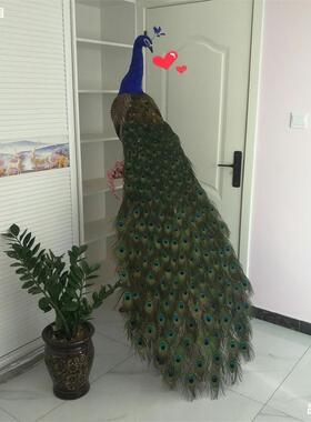 新款仿真孔雀造型标本婚庆摄影道具家居摆设摆件橱窗装饰动物模型