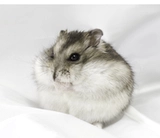 Выбранная печень Pet Little Hamster была вакцинирована, пара живых кукол