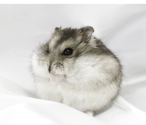 Выбранная печень Pet Little Hamster была вакцинирована, пара живых кукол