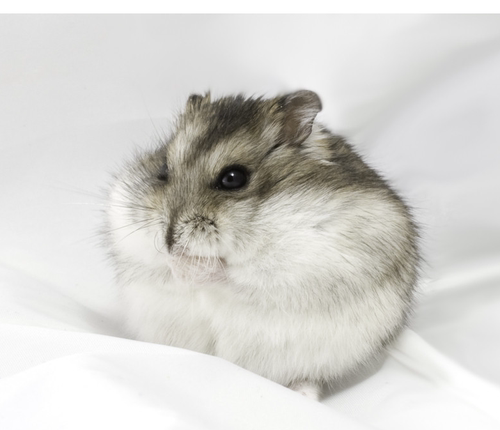 宠物小仓鼠活物已打过疫苗金丝熊活体情侣三线银狐布丁紫仓送手册 - 图1