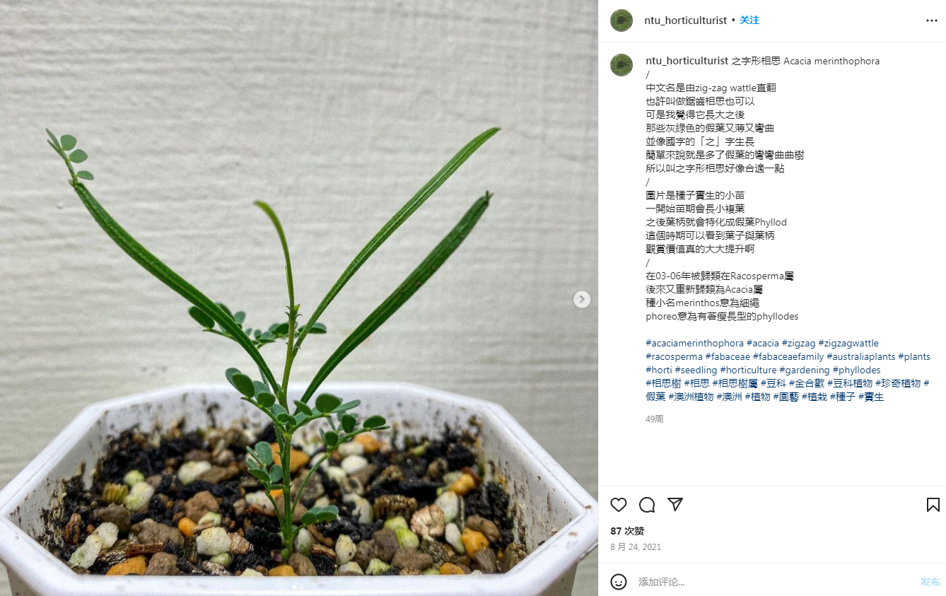 【种子】多年生 垂枝灌木 细绳金合欢 ACACIA merinthophora 5粒 - 图1