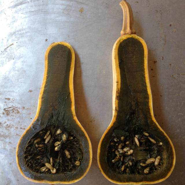 Crazy Lamb Guatemala Green Pumpkin