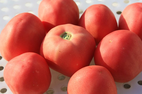 【种子】 中等番茄 毛茸茸的 萨顿桃吻 番茄 5粒 - 图2