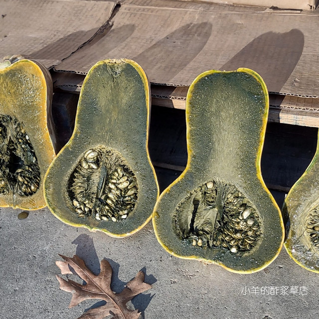 Crazy Lamb Guatemala Green Pumpkin