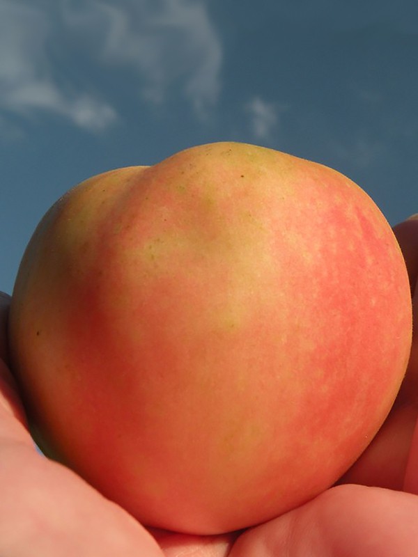 【种子】 中等番茄 毛茸茸的 萨顿桃吻 番茄 5粒 - 图1